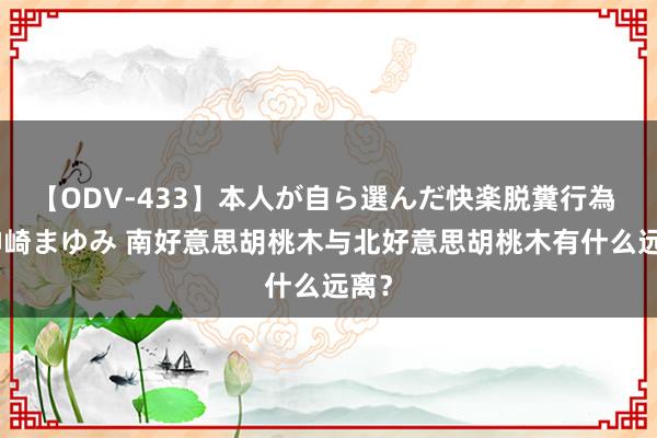 【ODV-433】本人が自ら選んだ快楽脱糞行為 1 神崎まゆみ 南好意思胡桃木与北好意思胡桃木有什么远离？